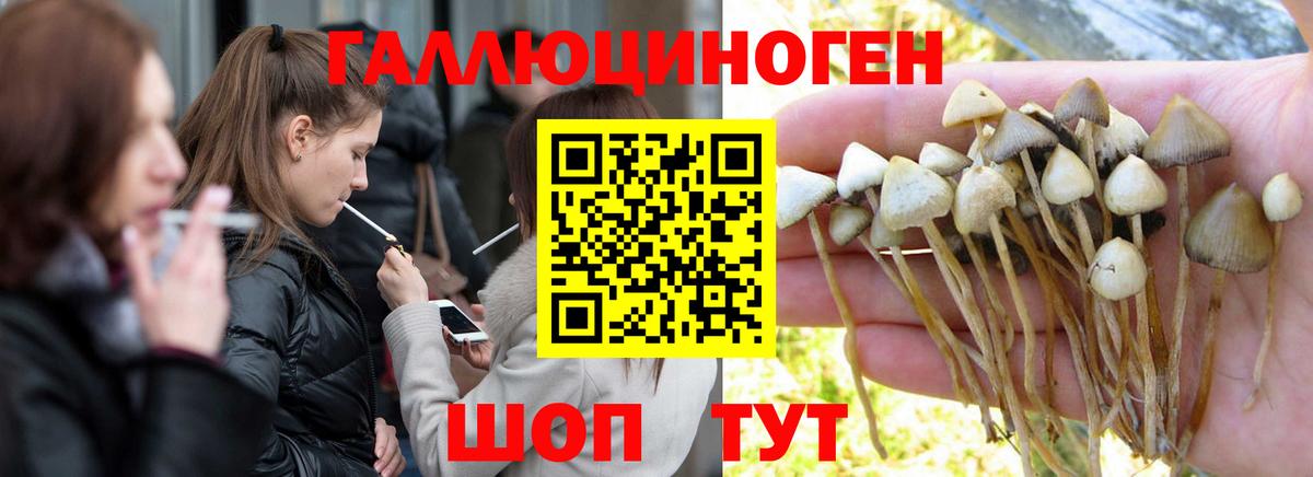 Галлюциногенные грибы Cubensis Курчалой